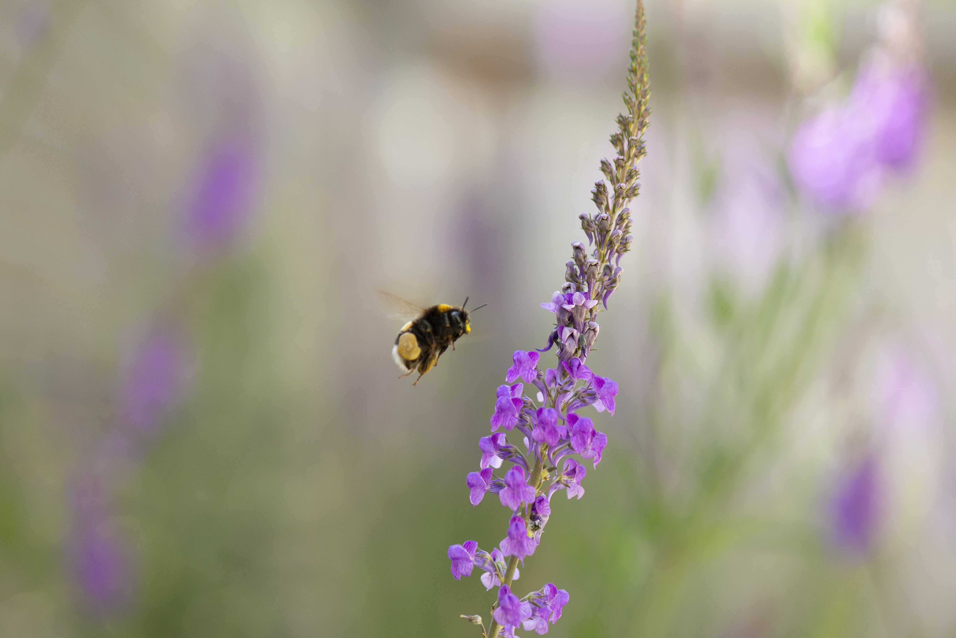 Steve Williams Garden Design Image N